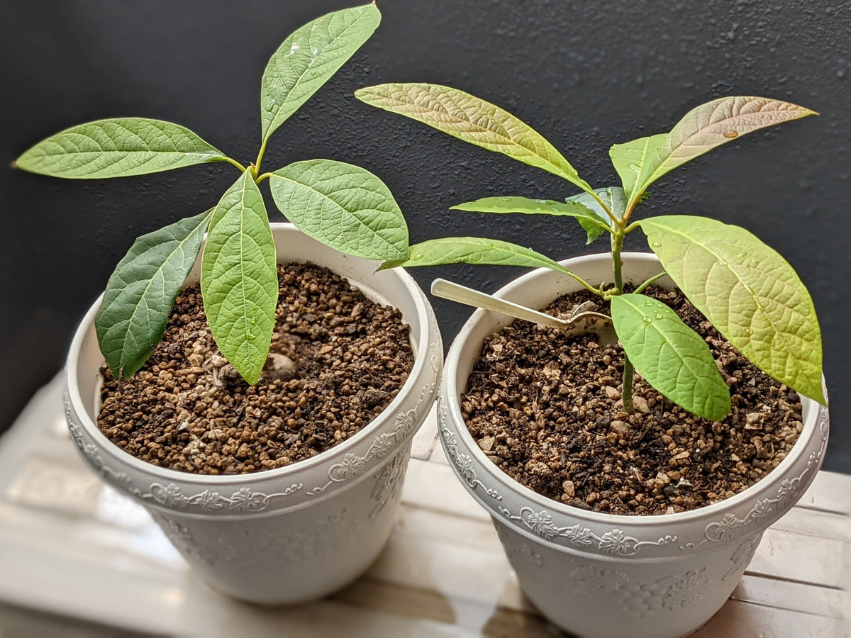 スーパーで買えるアボカドで種から育てる方法 基礎編 ～デモゴルゴン