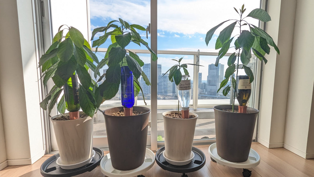 PXL_20231230_010613255_b5a22cd