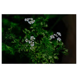 Morene / Lantica Quercia Morene Conegliano Prosecco Tranquillo 2018