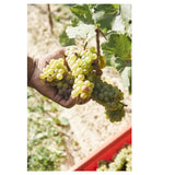 Pinot Grigio DOC Friuli Grave / Pinot Grigio DOC Friuli Grave 2018