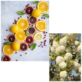 Excellence Blanc De Blancs Champagne Premier Cru