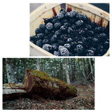 イナコ・レフォスコ DOC フリウリ・グラーヴェ / Inaco Refosco DOC Friuli Grave Riserva