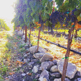 ジャスティフィケーション ジャスティン ワイナリー ヴィンヤード justification justin winery vineyards ブドウ畑