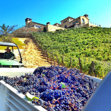 Feelin' Malibu Combo