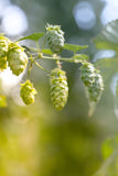 Thorn DDH Sun Soaked