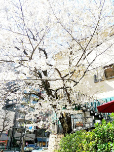 Blossoms and Bubbles: A Sakura Symphony with Malibu Rocky Oaks Rosé