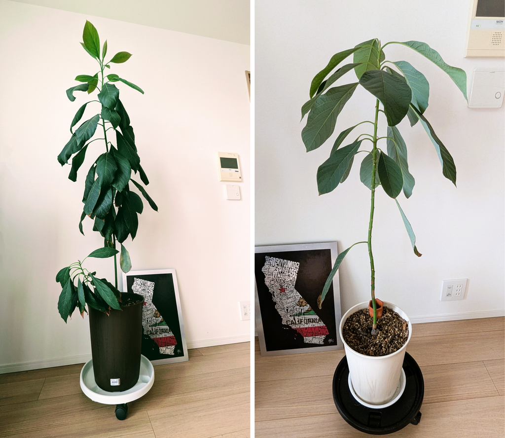 スーパーで買ったアボカドを育てたら2メートル越えた話  ～ChatGPTに相談して植替え、頑張れ深澤君～