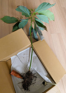 スーパーで買ったアボカドを育てたら2メートル越えた話  ～植替えは慎重に～