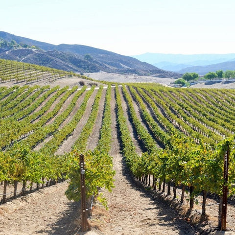 temecula テメキュラ ぶどう畑 vineyards サンディエゴ ワイン 南カリフォルニアワイン SoCal