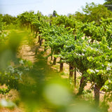 Wilson Creek Almond Sparkling NV