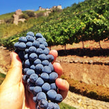 マリブロッキーオークス マリブ・ロッキー・オークス ワイナリー エステート ヴィンヤーズ malibu rocky oaks estate vineyards 天空の城のワイナリー ブドウ畑 上空写真 南カリフォルニアワイン マリブコースト AVA マリブ ブドウ ブドウ畑 手摘み収穫 hand harvest