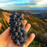 Bachelorette Party Rosé / Sparkling Rosé Wine 6 Bottles Set