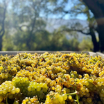 マッギンリーヴィンヤード ソーヴィニヨンブラン / McGinley Vineyard Sauvignon Blanc 2018 Ojai 白ワイン, ソーヴィニヨンブラン, サンタバーバラ, サンタイネスバレー, 750ml, ライトボディ