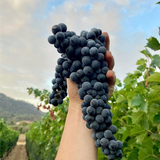サンタバーバラ シラー / Santa Barbara Syrah 2017 Ojai 赤ワイン, シラー, サンタバーバラ, 750ml